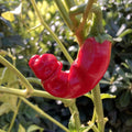 Hot Peter Pepper Plant Live in 2.5 Inch Pot for Planting Outdoor