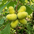 2 Pawpaw Trees Live Plants, Home Garden Fruit Tree, 4-6 Inch Tall