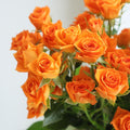 Mini Rose Bush Live Plant in 3.5'' Pot, Miniature Rose Plant Live, 3-5'' Tall, Mini Rose Plant, Live Flower Plant for Office and Home Decoration (Orange)