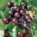 Jeanne Gooseberry Plant Live to Grow, Gooseberry Bushes Live Plant 5 to 9 Inch Height, Gooseberries Fruit Well Rooted
