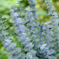 Baby Blue Eucalyptus Plant Live, Eucalyptus Houseplant for Planting Indoor in 2.5'' Pot