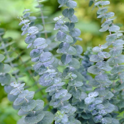 Baby Blue Eucalyptus Plant Live, Eucalyptus Houseplant for Planting Indoor in 2.5'' Pot
