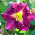 Daylily Plant, Purple Yellow Daylily Plant for Planting, Daylilies Perennial Plant, Daylilies Live Plant, Live Daylily Flowers Plant 4 Inches Potted for Garden