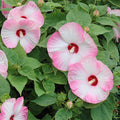 Luna Pink Swirl Hibiscus Plants Live 5-9" in Tall, Hardy Hibiscus Tree Live Plant Year-Round Blooming, No Pot, Outdoor Perennial Planting