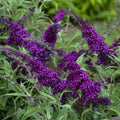 Potted Butterfly Bush Live Plant, 5-9" in Tall, Cold Hardy, Spring Outdoor PlantingBlooms Summer to Fall, Dormant in Winter (Violet Buddleia Plant)