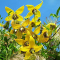 20 Yellow Clematis Seeds for Planting, Love Clematis Vine Seeds Clematis Flowers, Clematis Seeds Perennial