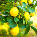 Quince Tree Plant Live, Well-Rooted Fruit Tree, 2-3 Ft Tall