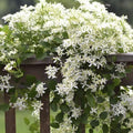 Small White Clematis Live Plant in 2.5" Pot, Flowering Climbing Clematis Vine Starter for Outdoor Garden and Trellis, Well Rooted