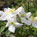 White Clematis Vine Plant Live for Planting, Clematis Plant Live in 2.5 Inches Pot, Clematis Flowers Perennial