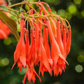 2 Red Fuchsia Plants Live, Hardy Fuchsia Flower for Hanging Baskets and Containers, Plugs 3-5" Tall