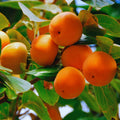 2 American Persimmon Tree Live Plant Bare Roots, 1 Feet to 1.5 Feet Long, Sweet Cold Hardy Fruit Plant Seedlings, Persimmon Bare Roots