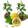 Set 2 Yellow Passion Fruit Plants Live, Passionfruit Live Plant, 4'' Tall