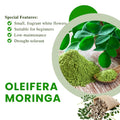 Moringa Tree Live Plant, Moringa Plant, Malunggay Trees Live Plants, 4-8 Inches Tall, Indoor Outdoor Growing