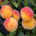 Grafted Peach Tree Live Plant, Well Rooted Peach Plant 1 Feet Tall for Planting Outdoor, Dormant, Ready to Bear Fruit Within 1-2 Years (Elberta)