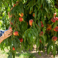 Elberta Peach Tree Plant Live, 1-2 Ft Tall