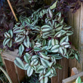 Silver Wandering Jew Live Plant 2.5 Potted, Wandering Jew Live Plant Indoor, House Plant Indoors Live