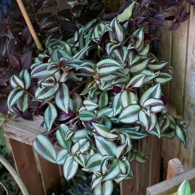 Silver Wandering Jew Live Plant 2.5 Potted, Wandering Jew Live Plant Indoor, House Plant Indoors Live