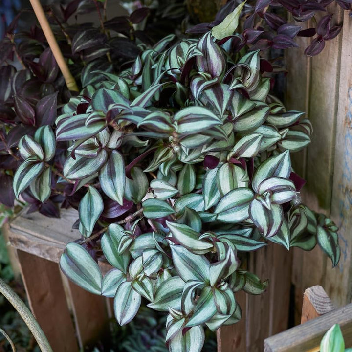 Silver Wandering Jew Live Plant 2.5 Potted, Wandering Jew Live Plant Indoor, House Plant Indoors Live