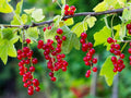 Currant Bush Live Plant, Currant Plant Live for Planting Sweet Current Plant Shrub, Currant Berries, 1 Year Bare Root, 6-12 Inch Tall (Red Currant)