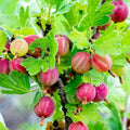 Gooseberry Plant Live for Planting, Gooseberry Bushes Live Plant 6 to 12 Inch Tall, Gooseberries Fruit
