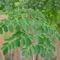 Live Moringa Tree, Moringa Oleifera Plant, 4-8 Inches Tall