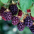 Thornless Boysenberry Plant Live for Planting, 5-9 Inch Tall, Boysenberry Bush Live Plant Rooted Starter Plant