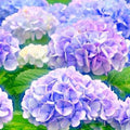 Deep Purple Blue to Pink Hydrangea Bush Plant Tree Live Shrub, 5-12" Starter Plant Hydrange Tree Plants, Dormant No Leaf in Winter, Cold Hardy Temperate