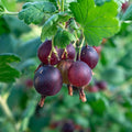 Gooseberry Currant Cross Gooseberry Plant Live for Planting, Edible Berries Starter Plant 5-9 Inc Tall