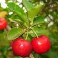 Barbados Cherry Tree Live Plant, Cherry Plant, Sweet Cherries Seedling in 4 Inches Pot, 4-7 Inches Tall, Indoor Outdoor Growing