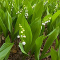 5 Lily of The Valley Bulbs, White Lilies of The Valley Flower Plants Bare Roots for Planting Outdoor Indoor Garden