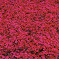 Scarlet Creeping Phlox Plant, Starter Phlox Live Plant, Well Rooted, Creeping Perennial Ground Cover