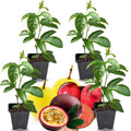 2 High Yield Passion Fruit Plants Live, Mixed Climbing Passion Vine Tree Live Plant for Outdoor Growing, 5-9" in Tall, Fast Growing Perennial Sweet and Edible Fruits