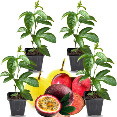 2 High Yield Passion Fruit Plants Live, Mixed Climbing Passion Vine Tree Live Plant for Outdoor Growing, 5-9" in Tall, Fast Growing Perennial Sweet and Edible Fruits