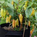 Hungarian Hot Yellow Wax Pepper Plant Live in 2.5 Inch Pot for Planting Outdoor