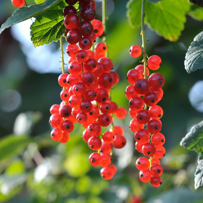 Red Currant Bush Plant, Currant Fruit Starter Plant 1 Year, Live Currant Fruit Plant, Red Currant Plant, Live Currant Plants Bush for Outdoor Garden