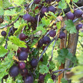 Black Velvet Gooseberry Plant Live, Black Gooseberry Bush Live Plant 5 to 9 Inch Tall, Gooseberry Fruit Tree