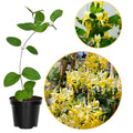 Scentsation Honeysuckle Vine Live Plant 2.5 Inc Pot, Fragrant, Starter Size 5-7 Inc Tall, Dormant in Winter