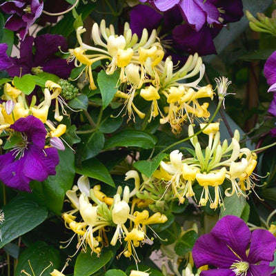 Yellow White Climbing Honeysuckle Plant Live, Fragrant Honeysuckle Plants Vine Bushes in 2.5 Inch Pot