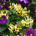 Yellow White Honeysuckle Bush Climbing, Honeysuckle Plant Live Vine, Fragrant Lonicera Perennial Bushes Shrubs Potted
