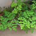 2 Moringa Plants Live for Planting, 6-10 Inch Tall Oleifera Moringa Live Tree Plant in Pot, Well Rooted