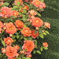 Roses Plant Live, in Pot, Fragrant Roses Flowers, Everblooming Ornamental Garden (Orange)