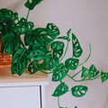 2 Monstera Plants Live, Live Monstera Plants, Swiss Cheese Plant Live Indoor, 4 to 5 Inc Tall