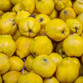 Quince Tree Live Plant, Cold Hardy Edible Fruit Tree, 2-3 Ft Tall