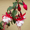 Pack 2 Fuchsia Plants Live, Vibrant Fuchsias Hanging Flowering Plant 3-5 Inches, Gardens, Patios, and Indoor Growing (White Red Flowers)