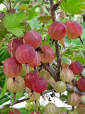 Gooseberry Plant Live for Planting, Gooseberry Tree Edible Berries Starter Plant, Gooseberry Fruits Shrub 5-9 Inc Tall