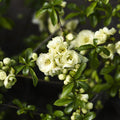 White Quince Flowering Plant, Double Quince Flower Shrub Outdoor Planting, 5 to 7 Inch Tall