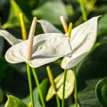 White Anthurium Plant Live Miniature Blooming Anthurium Starter Plant in 3 Inch Pot