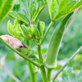 Set 2 of Okra Plants Live, Green Okra Live Plant, 4 Inc Potted, Vegetable Plants Live for Gardening Indoor Outdoor