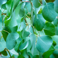 Live Eucalyptus Plant Indoor, 4 to 6 Inc Tall, Blue Eucalyptus Plant Live for Gardening Indoor or Outdoor