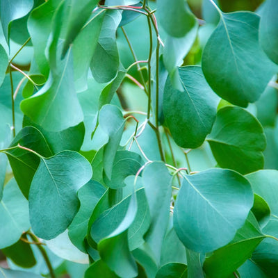 Live Eucalyptus Plant Indoor, 4 to 6 Inc Tall, Blue Eucalyptus Plant Live for Gardening Indoor or Outdoor